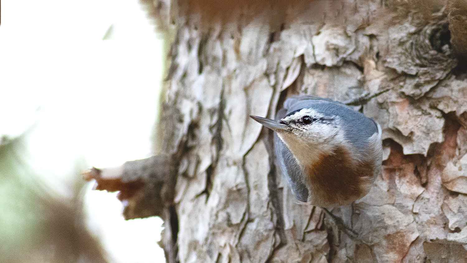 Krüper's Nuthatch
